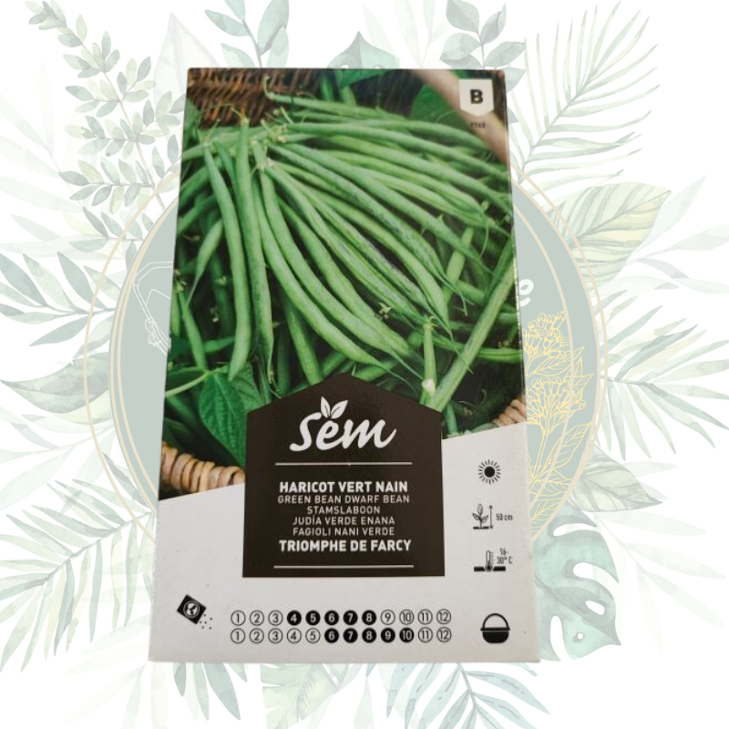 Haricot vert nain triomphe de farcy - Jardin productif