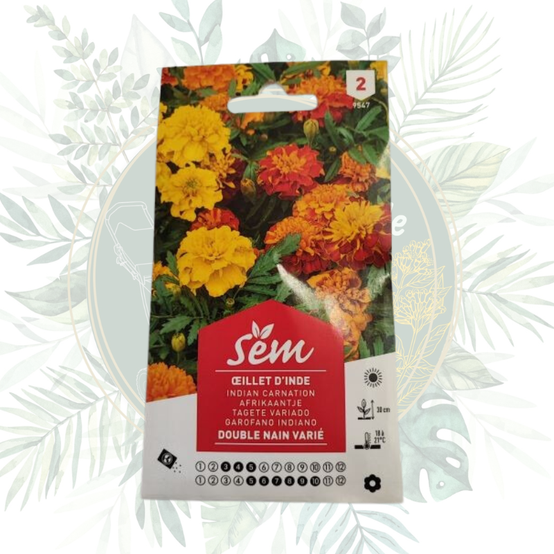 Œillet d'Inde double nain varié - Fleur pour potager et jardin