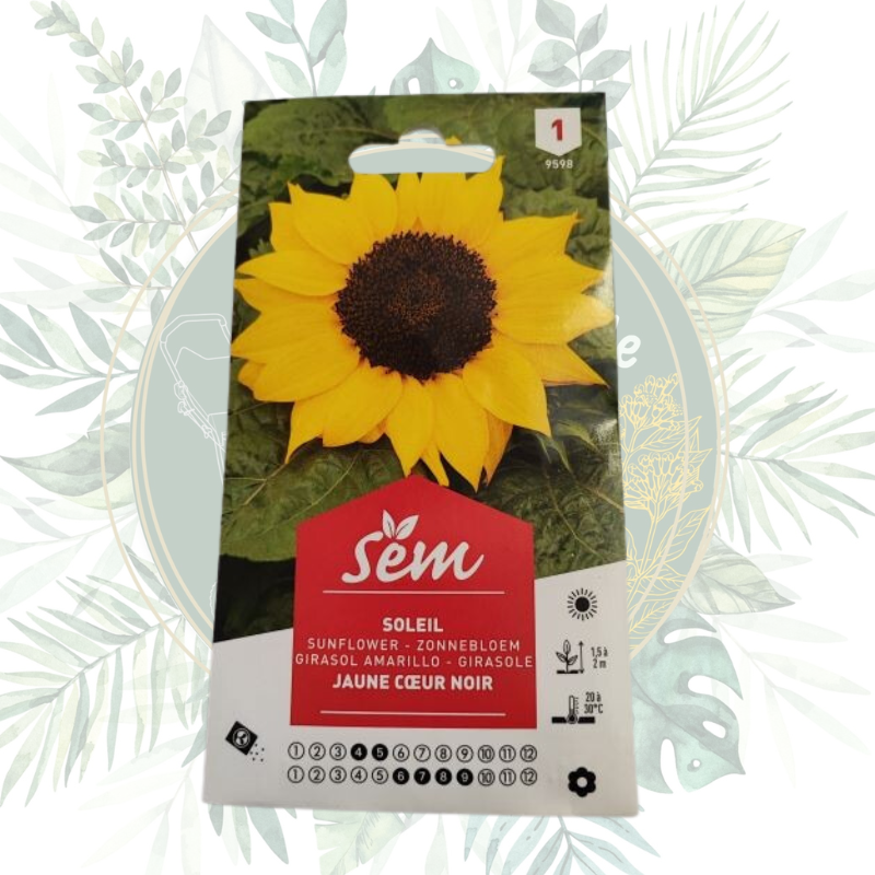Soleil jaune cœur noir - Tournesol spectaculaire pour votre jardin
