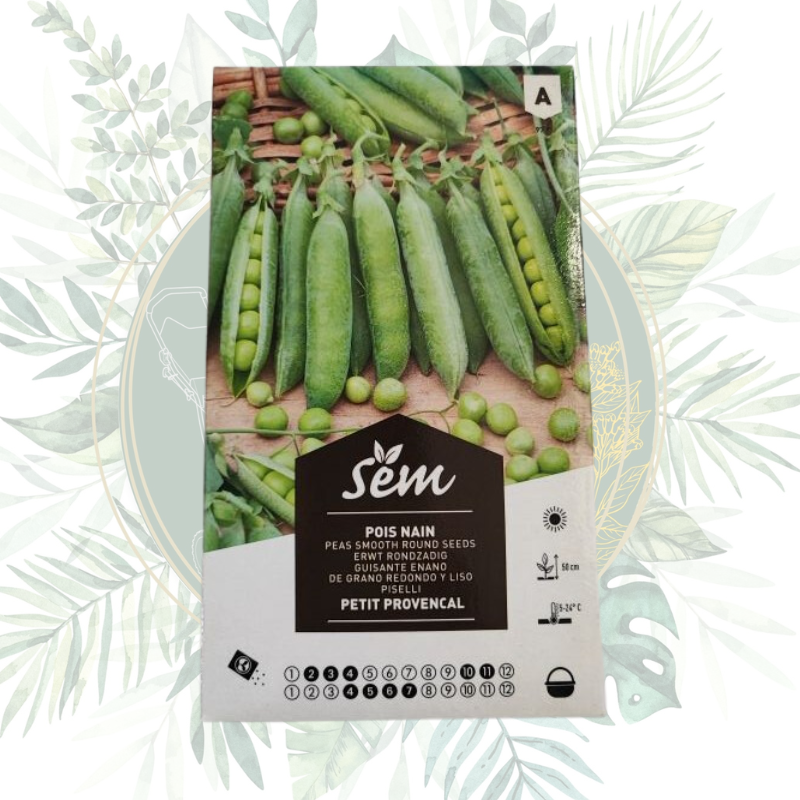Pois nain petit provençal - Culture facile et rapide dans votre jardin