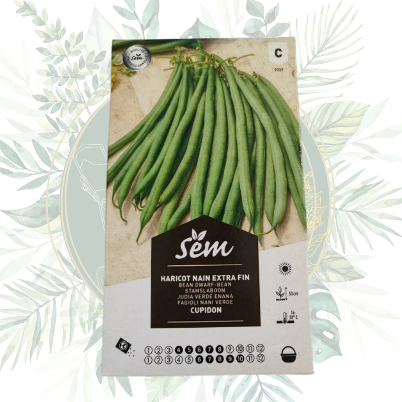 Haricot nain extra fin Cupidon - Variété productive et savoureuse