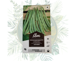 Haricot nain mangetout Contender - Jardin