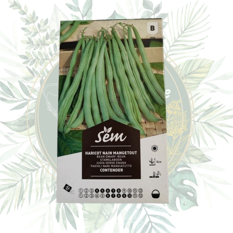 Haricot nain mangetout Contender - Jardin