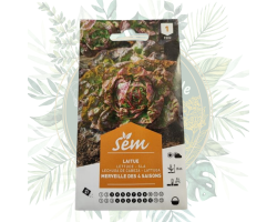 Laitue merveille des 4 saisons - Résistante et savoureuse