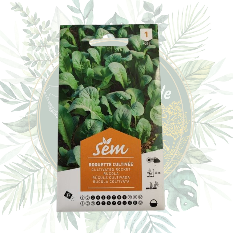 Roquette cultivée - Plante annuelle pour votre jardin