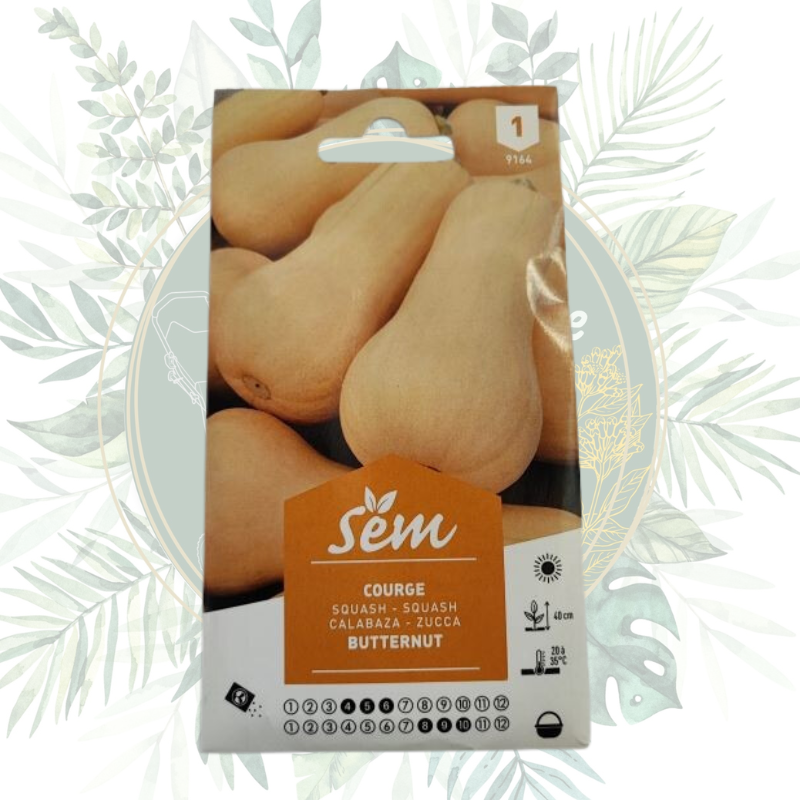 Courge Butternut - Votre légume savoureux pour le jardin