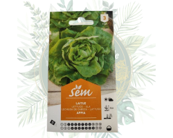 Laitue Appia - Variété résistante pour vos salades