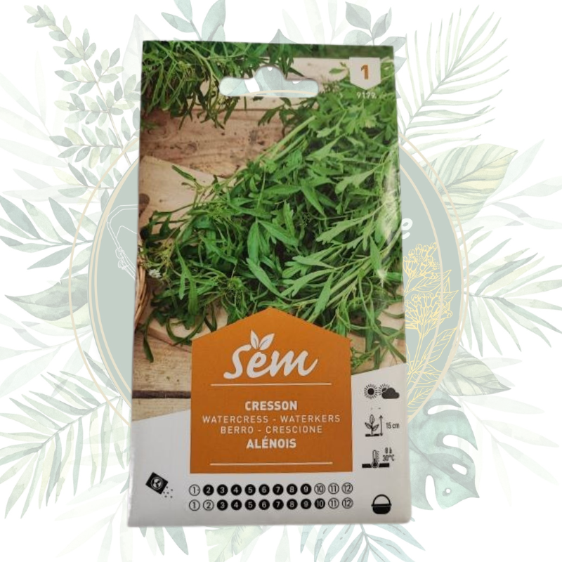 Cresson alénois - Plante annuelle savoureuse pour votre jardin
