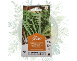 Pissenlit amélioré - Légume hautement productif pour votre jardin