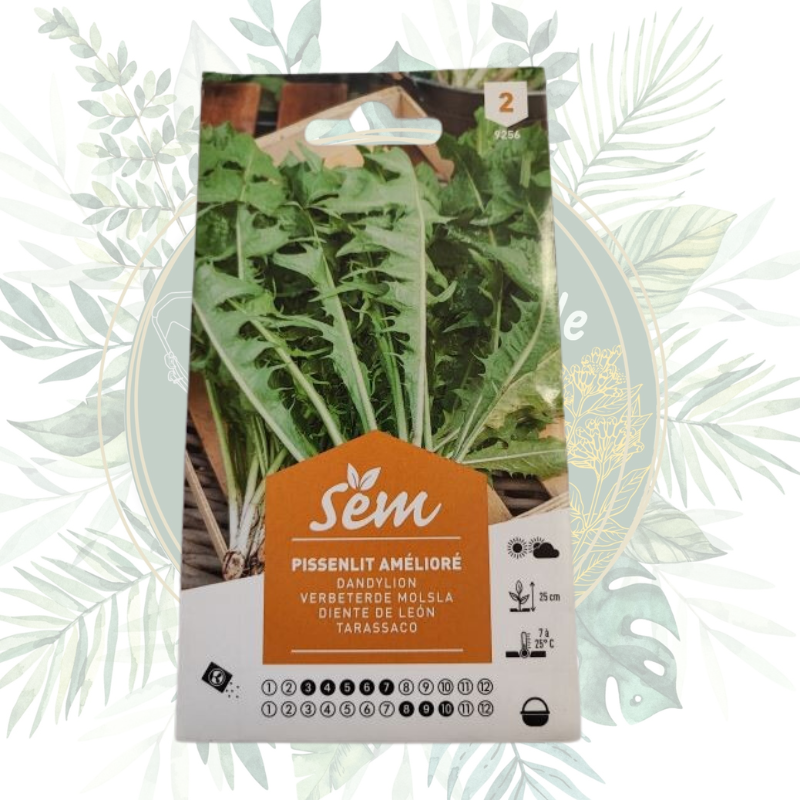 Pissenlit amélioré - Légume hautement productif pour votre jardin