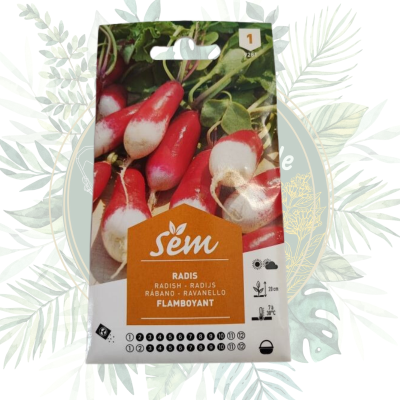 Radis flamboyant - Variété savoureuse pour votre jardin