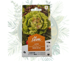 Laitue reine de mai - Idéale pour votre potager