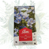 Lin vivace bleu - Plantez la beauté et la biodiversité dans votre jardin