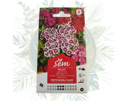 Œillet poète double varié - Fleur élégante et facile à cultiver