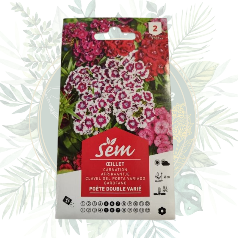 Œillet poète double varié - Fleur élégante et facile à cultiver