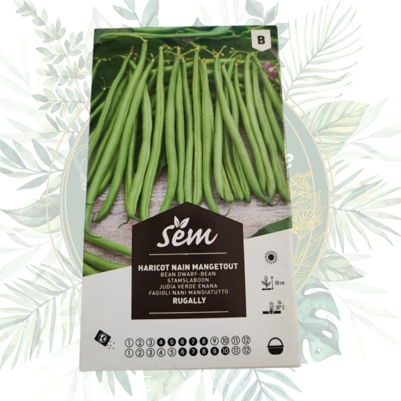 Haricot nain mangetout Rugally - Culture facile pour petits jardins
