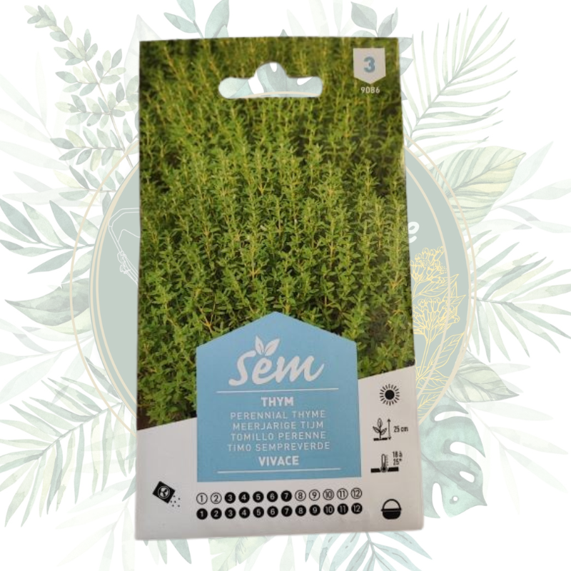 Thym vivace - Herb aromatique résistante et parfumée