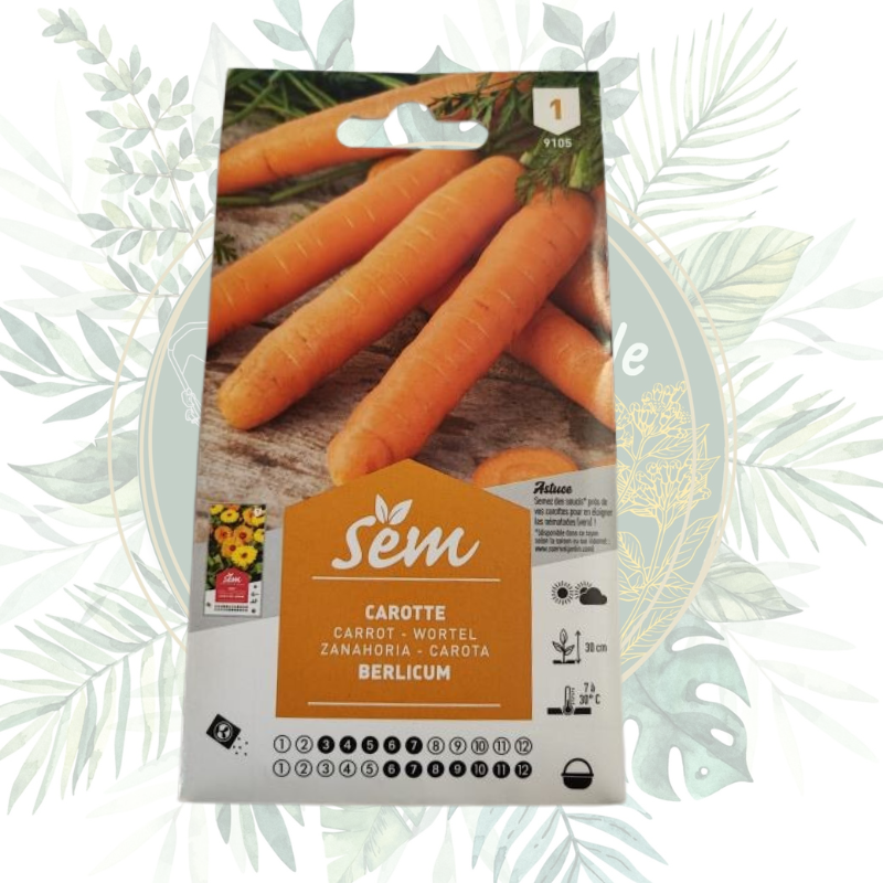 Carotte berlicum - Variété semi-tardive pour un jardin productif
