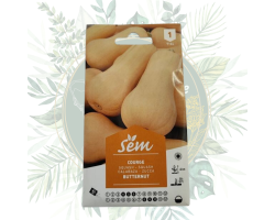 Courge butternut | Jardinez facilement avec ce légume d'hiver