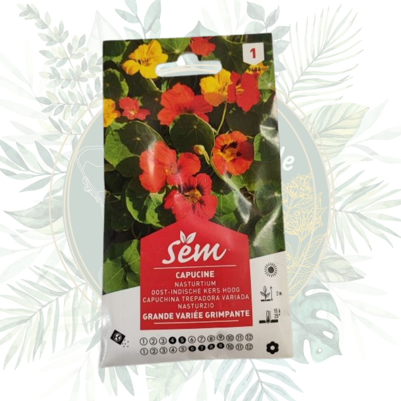 Capucine grande variée grimpante pour un jardin fleuri et sain