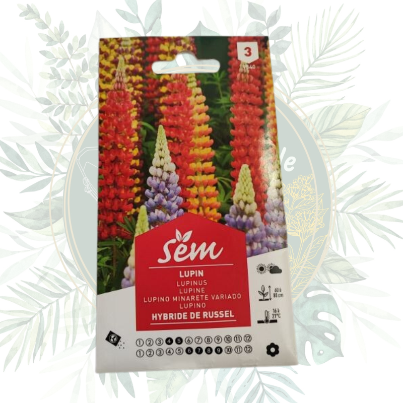 Lupin hybride de Russel - Fleur résistante et colorée pour votre jardin