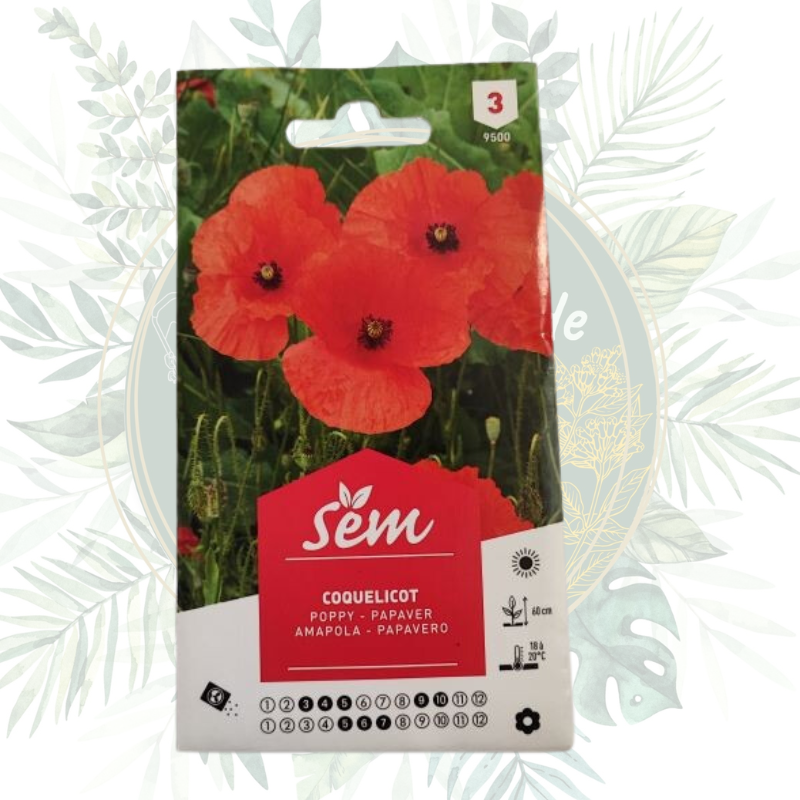 Coquelicot - Fleur annuelle ornementale et médicinale pour votre jardin